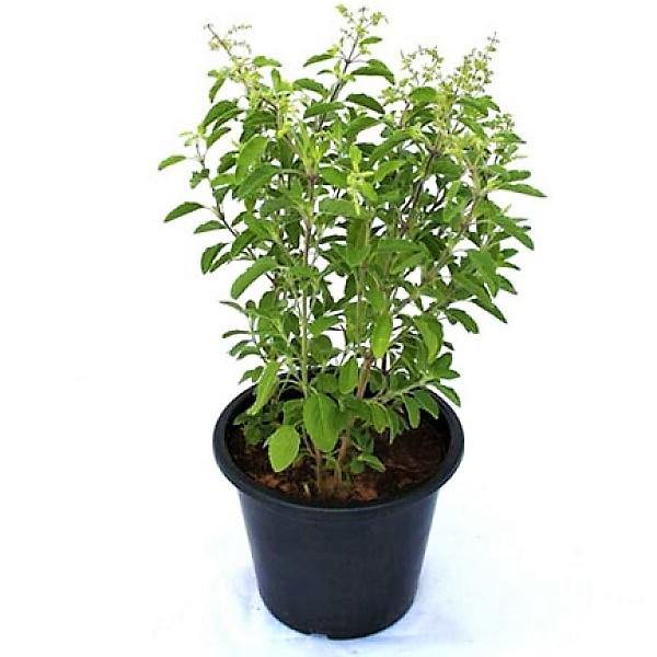 Tulsi plant, Ocimum Tenuiflorum, Holy Basil - www.FOP.ae Buy online Best and Healthy Plants and quality products guarantee in Dubai Plants Shop in Dubai Abu Dhabi all over UAE Plants near me Fresh Plants in Dubai where to buy plants in UAE - FOP.ae