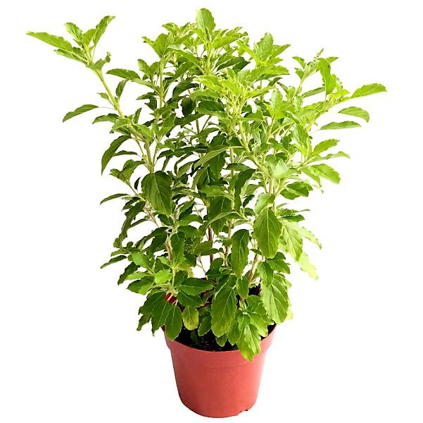Tulsi plant, Ocimum Tenuiflorum, Holy Basil - www.FOP.ae Buy online Best and Healthy Plants and quality products guarantee in Dubai Plants Shop in Dubai Abu Dhabi all over UAE Plants near me Fresh Plants in Dubai where to buy plants in UAE - FOP.ae