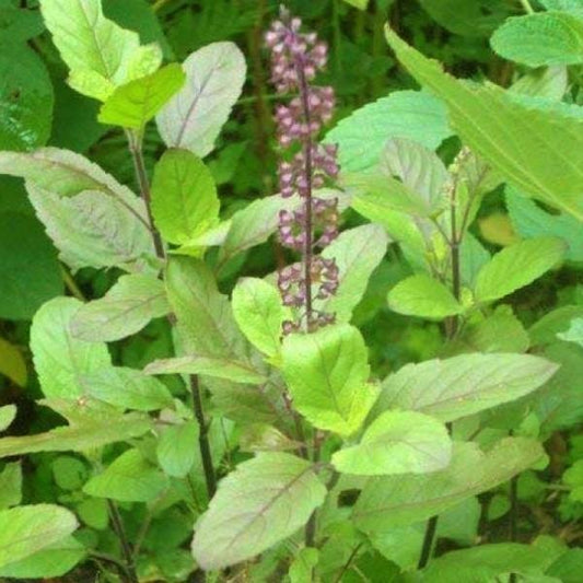 Tulsi plant, Ocimum Tenuiflorum, Holy Basil - www.FOP.ae Buy online Best and Healthy Plants and quality products guarantee in Dubai Plants Shop in Dubai Abu Dhabi all over UAE Plants near me Fresh Plants in Dubai where to buy plants in UAE - FOP.ae