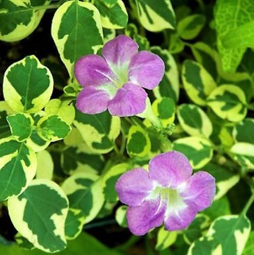 Asystasia Gangetica, Chinese Violet - www.FOP.ae Buy online Best and Healthy Plants and quality products guarantee in Dubai Plants Shop in Dubai Abu Dhabi all over UAE Plants near me Fresh Plants in Dubai where to buy plants in UAE - FOP.ae