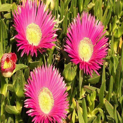 Carpobrotus Edulis, Ice Plant (small) - www.FOP.ae Buy online Best and Healthy Plants and quality products guarantee in Dubai Plants Shop in Dubai Abu Dhabi all over UAE Plants near me Fresh Plants in Dubai where to buy plants in UAE - FOP.ae