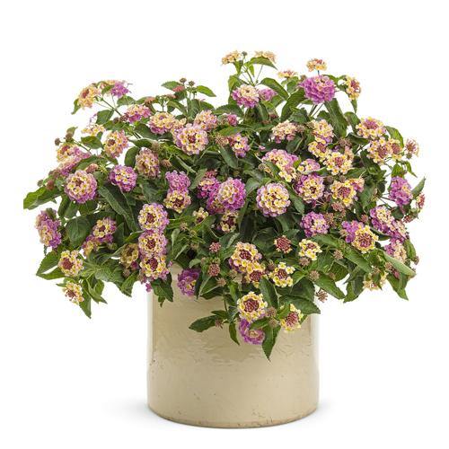 Lantana Camara, Pinkmound, West Indian Lantana - www.FOP.ae Buy online Best and Healthy Plants and quality products guarantee in Dubai Plants Shop in Dubai Abu Dhabi all over UAE Plants near me Fresh Plants in Dubai where to buy plants in UAE - FOP.ae