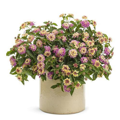 Lantana Camara, Pinkmound, West Indian Lantana - www.FOP.ae Buy online Best and Healthy Plants and quality products guarantee in Dubai Plants Shop in Dubai Abu Dhabi all over UAE Plants near me Fresh Plants in Dubai where to buy plants in UAE - FOP.ae