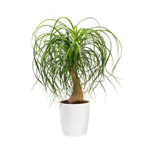 Beaucarnea Recurvata, Elephant-Foot Tree - www.FOP.ae Buy online Best and Healthy Plants and quality products guarantee in Dubai Plants Shop in Dubai Abu Dhabi all over UAE Plants near me Fresh Plants in Dubai where to buy plants in UAE - FOP.ae