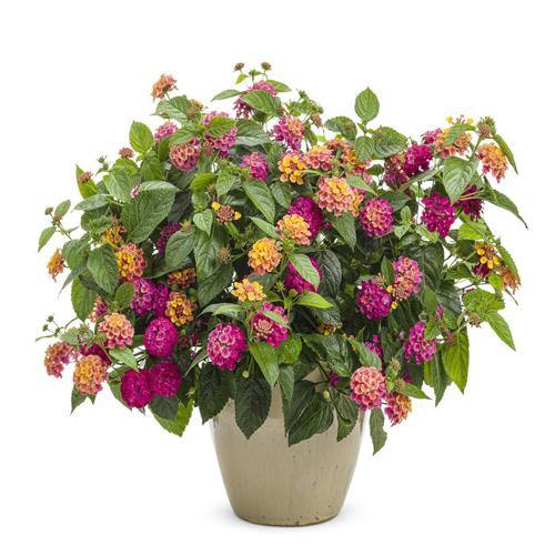 Lantana Camara, Pinkmound, West Indian Lantana - www.FOP.ae Buy online Best and Healthy Plants and quality products guarantee in Dubai Plants Shop in Dubai Abu Dhabi all over UAE Plants near me Fresh Plants in Dubai where to buy plants in UAE - FOP.ae