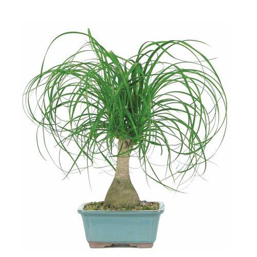 Beaucarnea Recurvata, Elephant-Foot Tree - www.FOP.ae Buy online Best and Healthy Plants and quality products guarantee in Dubai Plants Shop in Dubai Abu Dhabi all over UAE Plants near me Fresh Plants in Dubai where to buy plants in UAE - FOP.ae
