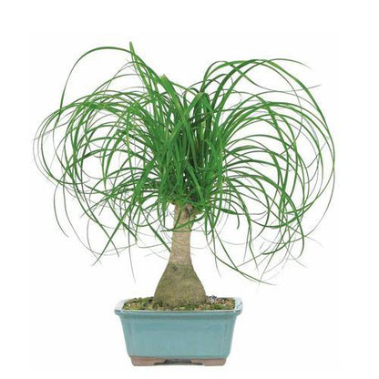Beaucarnea Recurvata, Elephant-Foot Tree - www.FOP.ae Buy online Best and Healthy Plants and quality products guarantee in Dubai Plants Shop in Dubai Abu Dhabi all over UAE Plants near me Fresh Plants in Dubai where to buy plants in UAE - FOP.ae