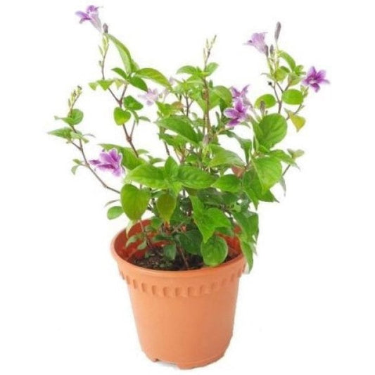 Asystasia Gangetica, Chinese Violet - www.FOP.ae Buy online Best and Healthy Plants and quality products guarantee in Dubai Plants Shop in Dubai Abu Dhabi all over UAE Plants near me Fresh Plants in Dubai where to buy plants in UAE - FOP.ae
