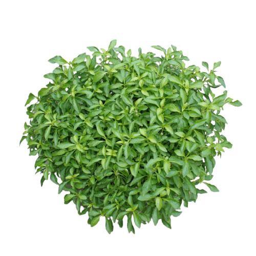 Alternanthera Ficoidea, Gold (small) - www.FOP.ae Buy online Best and Healthy Plants and quality products guarantee in Dubai Plants Shop in Dubai Abu Dhabi all over UAE Plants near me Fresh Plants in Dubai where to buy plants in UAE - FOP.ae