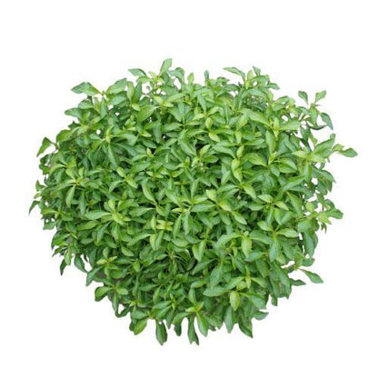 Alternanthera Ficoidea, Gold (small) - www.FOP.ae Buy online Best and Healthy Plants and quality products guarantee in Dubai Plants Shop in Dubai Abu Dhabi all over UAE Plants near me Fresh Plants in Dubai where to buy plants in UAE - FOP.ae