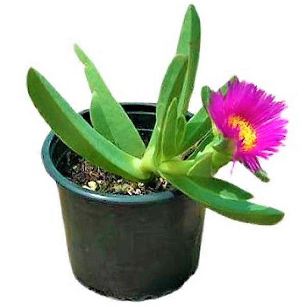 Carpobrotus Edulis, Ice Plant (small) - www.FOP.ae Buy online Best and Healthy Plants and quality products guarantee in Dubai Plants Shop in Dubai Abu Dhabi all over UAE Plants near me Fresh Plants in Dubai where to buy plants in UAE - FOP.ae