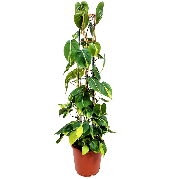Scindapsus Brasil - www.FOP.ae Buy online Best and Healthy Plants and quality products guarantee in Dubai Plants Shop in Dubai Abu Dhabi all over UAE Plants near me Fresh Plants in Dubai where to buy plants in UAE - FOP.ae