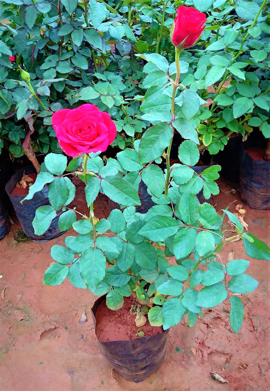 Rose Plant Outdoor - www.FOP.ae Buy online Best and Healthy Plants and quality products guarantee in Dubai Plants Shop in Dubai Abu Dhabi all over UAE Plants near me Fresh Plants in Dubai where to buy plants in UAE - FOP.ae