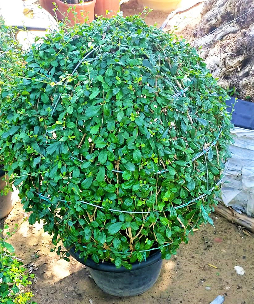 Ehretia Big (Different Shapes) - www.FOP.ae Buy online Best and Healthy Plants and quality products guarantee in Dubai Plants Shop in Dubai Abu Dhabi all over UAE Plants near me Fresh Plants in Dubai where to buy plants in UAE - FOP.ae
