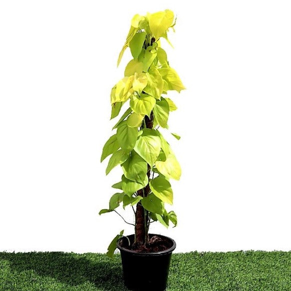 Scindapsus Golden, Golden Money Plant - www.FOP.ae Buy online Best and Healthy Plants and quality products guarantee in Dubai Plants Shop in Dubai Abu Dhabi all over UAE Plants near me Fresh Plants in Dubai where to buy plants in UAE - FOP.ae