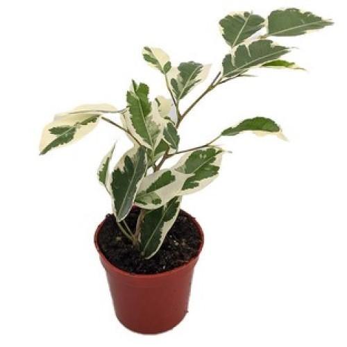 Asystasia Gangetica, Chinese Violet - www.FOP.ae Buy online Best and Healthy Plants and quality products guarantee in Dubai Plants Shop in Dubai Abu Dhabi all over UAE Plants near me Fresh Plants in Dubai where to buy plants in UAE - FOP.ae