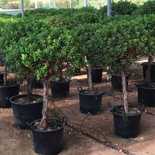 Ficus Diversifolia Single Head - www.FOP.ae Buy online Best and Healthy Plants and quality products guarantee in Dubai Plants Shop in Dubai Abu Dhabi all over UAE Plants near me Fresh Plants in Dubai where to buy plants in UAE - FOP.ae