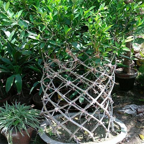 Ficus Panda Cage Shape - www.FOP.ae Buy online Best and Healthy Plants and quality products guarantee in Dubai Plants Shop in Dubai Abu Dhabi all over UAE Plants near me Fresh Plants in Dubai where to buy plants in UAE - FOP.ae