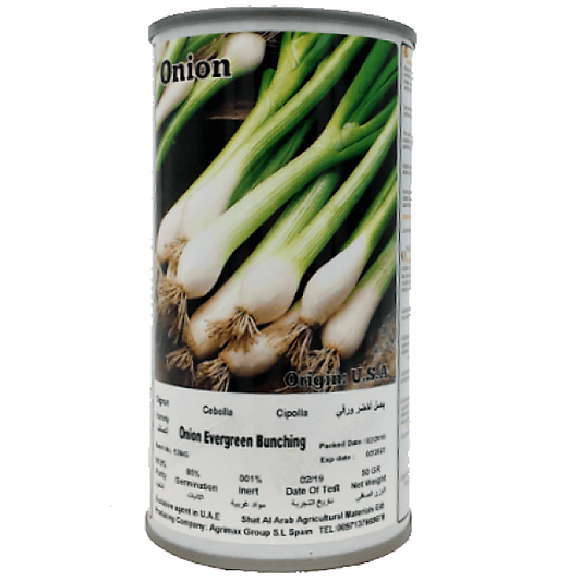 Evergreen Bunching Onions Seeds Tin - www.FOP.ae Buy online Best and Healthy Plants and quality products guarantee in Dubai Plants Shop in Dubai Abu Dhabi all over UAE Plants near me Fresh Plants in Dubai where to buy plants in UAE - FOP.ae
