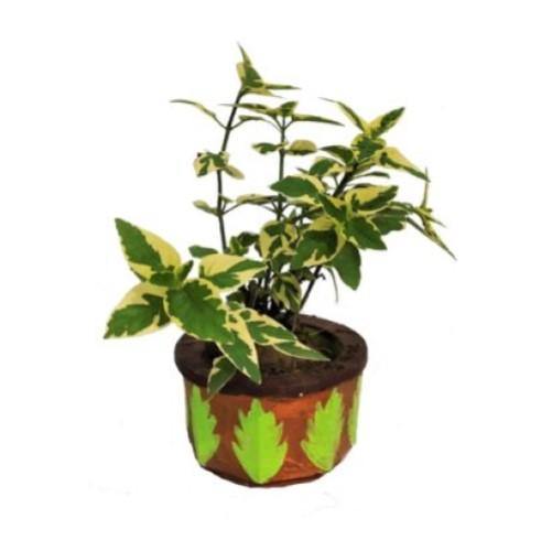 Asystasia Gangetica, Chinese Violet - www.FOP.ae Buy online Best and Healthy Plants and quality products guarantee in Dubai Plants Shop in Dubai Abu Dhabi all over UAE Plants near me Fresh Plants in Dubai where to buy plants in UAE - FOP.ae