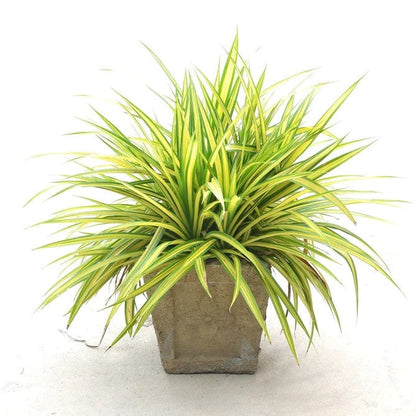 Spider Plant, Chlorophytum comosum, Variegatum