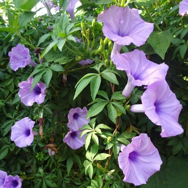 Ipomoea cairica, Cairo morning glory, coast morning glory - www.FOP.ae Buy online Best and Healthy Plants and quality products guarantee in Dubai Plants Shop in Dubai Abu Dhabi all over UAE Plants near me Fresh Plants in Dubai where to buy plants in UAE - FOP.ae