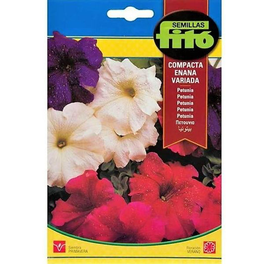 Dwarf Petunia Compact Mix Flower Seeds - www.FOP.ae Buy online Best and Healthy Plants and quality products guarantee in Dubai Plants Shop in Dubai Abu Dhabi all over UAE Plants near me Fresh Plants in Dubai where to buy plants in UAE - FOP.ae
