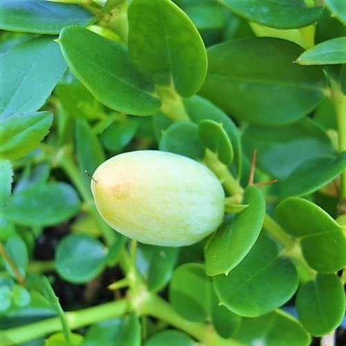 Carissa Grandiflora, Prostrata, Natal Plum - www.FOP.ae Buy online Best and Healthy Plants and quality products guarantee in Dubai Plants Shop in Dubai Abu Dhabi all over UAE Plants near me Fresh Plants in Dubai where to buy plants in UAE - FOP.ae