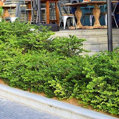 Carissa Grandiflora, Prostrata, Natal Plum - www.FOP.ae Buy online Best and Healthy Plants and quality products guarantee in Dubai Plants Shop in Dubai Abu Dhabi all over UAE Plants near me Fresh Plants in Dubai where to buy plants in UAE - FOP.ae