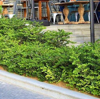 Carissa Grandiflora, Prostrata, Natal Plum - www.FOP.ae Buy online Best and Healthy Plants and quality products guarantee in Dubai Plants Shop in Dubai Abu Dhabi all over UAE Plants near me Fresh Plants in Dubai where to buy plants in UAE - FOP.ae