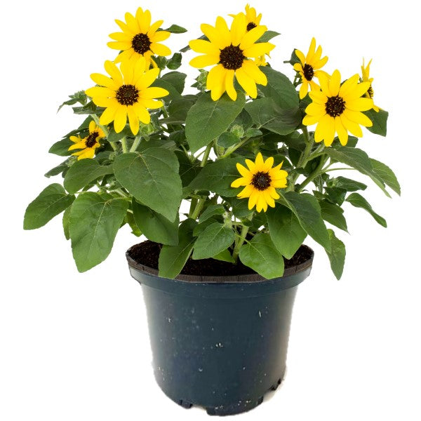 Ornamental Sunflower, Helianthus Annuus - www.FOP.ae Buy online Best and Healthy Plants and quality products guarantee in Dubai Plants Shop in Dubai Abu Dhabi all over UAE Plants near me Fresh Plants in Dubai where to buy plants in UAE - FOP.ae