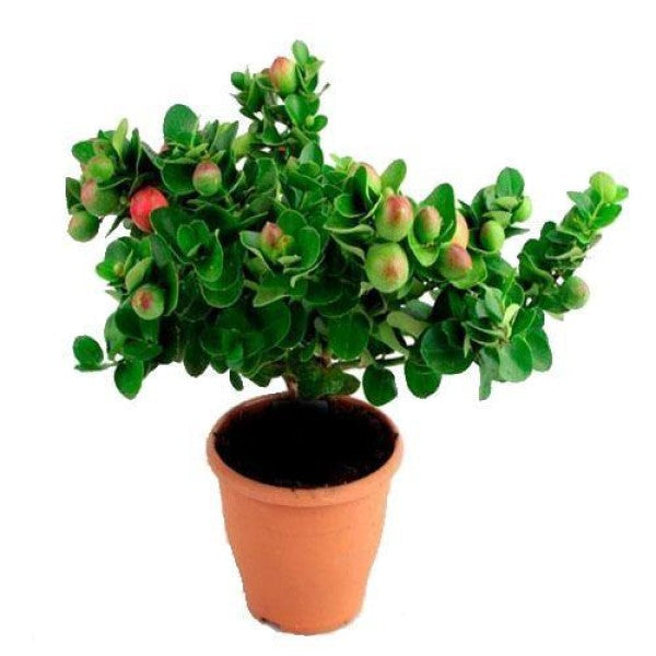 Carissa Grandiflora, Prostrata, Natal Plum - www.FOP.ae Buy online Best and Healthy Plants and quality products guarantee in Dubai Plants Shop in Dubai Abu Dhabi all over UAE Plants near me Fresh Plants in Dubai where to buy plants in UAE - FOP.ae