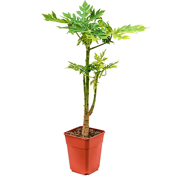 Papaya Tree, Carica Papaya, شجرة البابايا - www.FOP.ae Buy online Best and Healthy Plants and quality products guarantee in Dubai Plants Shop in Dubai Abu Dhabi all over UAE Plants near me Fresh Plants in Dubai where to buy plants in UAE - FOP.ae