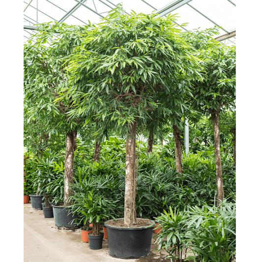 Ficus alii Amstel Queen, Long Leaf Ficus - www.FOP.ae Buy online Best and Healthy Plants and quality products guarantee in Dubai Plants Shop in Dubai Abu Dhabi all over UAE Plants near me Fresh Plants in Dubai where to buy plants in UAE - FOP.ae