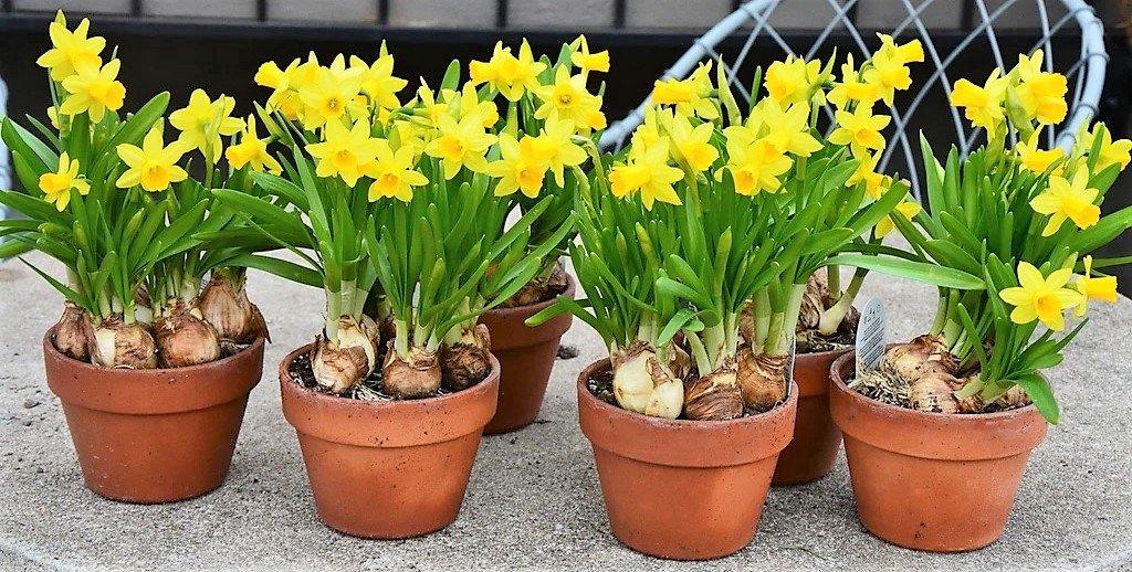 Daffodil, Narcissus - www.FOP.ae Buy online Best and Healthy Plants and quality products guarantee in Dubai Plants Shop in Dubai Abu Dhabi all over UAE Plants near me Fresh Plants in Dubai where to buy plants in UAE - FOP.ae