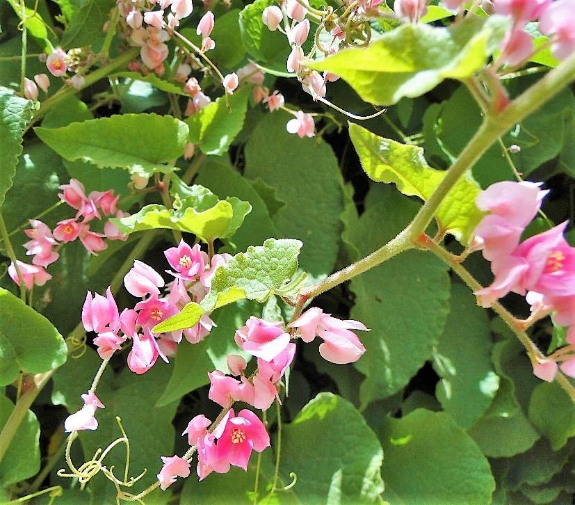 Antigonon Leptopus, Coral vine, Mexican Creeper - www.FOP.ae Buy online Best and Healthy Plants and quality products guarantee in Dubai Plants Shop in Dubai Abu Dhabi all over UAE Plants near me Fresh Plants in Dubai where to buy plants in UAE - FOP.ae