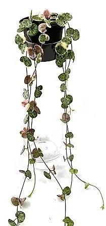 String of Hearts, Ceropegia Woodii, Variegated - www.FOP.ae Buy online Best and Healthy Plants and quality products guarantee in Dubai Plants Shop in Dubai Abu Dhabi all over UAE Plants near me Fresh Plants in Dubai where to buy plants in UAE - FOP.ae