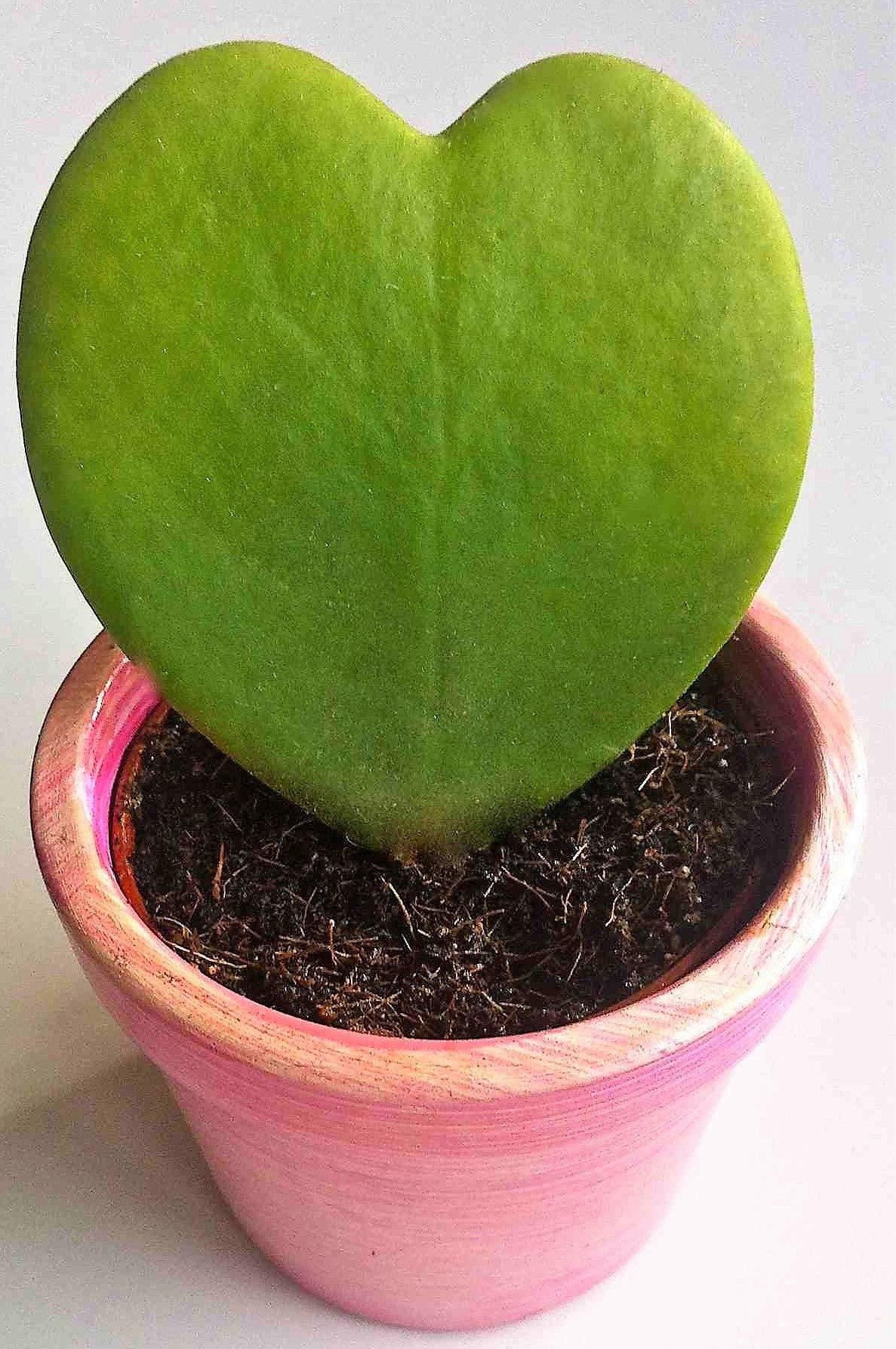 Lucky Heart, Hoya Kerrii - www.FOP.ae Buy online Best and Healthy Plants and quality products guarantee in Dubai Plants Shop in Dubai Abu Dhabi all over UAE Plants near me Fresh Plants in Dubai where to buy plants in UAE - FOP.ae