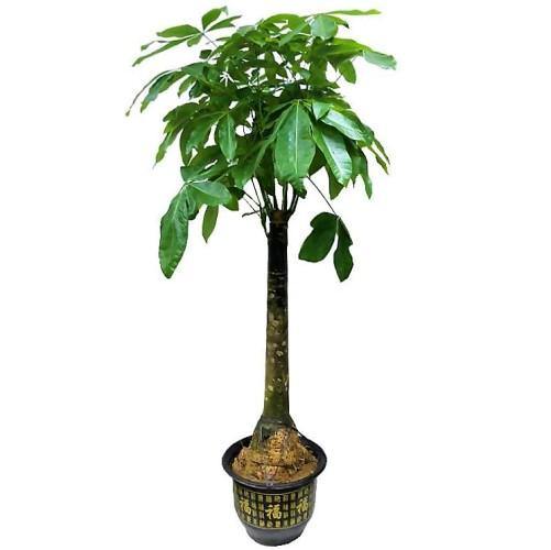Pachira Aquatica, Money Tree - www.FOP.ae Buy online Best and Healthy Plants and quality products guarantee in Dubai Plants Shop in Dubai Abu Dhabi all over UAE Plants near me Fresh Plants in Dubai where to buy plants in UAE - FOP.ae