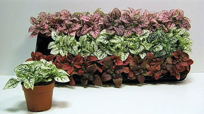 Polka Dot Plant, Hypoestes Phyllostachya indoor - www.FOP.ae Buy online Best and Healthy Plants and quality products guarantee in Dubai Plants Shop in Dubai Abu Dhabi all over UAE Plants near me Fresh Plants in Dubai where to buy plants in UAE - FOP.ae