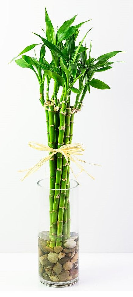 Lucky Bamboo, Dracaena Sanderiana - www.FOP.ae Buy online Best and Healthy Plants and quality products guarantee in Dubai Plants Shop in Dubai Abu Dhabi all over UAE Plants near me Fresh Plants in Dubai where to buy plants in UAE - FOP.ae