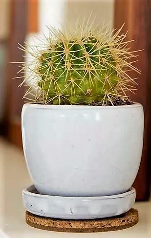 Ball Cactus, Barrel - www.FOP.ae Buy online Best and Healthy Plants and quality products guarantee in Dubai Plants Shop in Dubai Abu Dhabi all over UAE Plants near me Fresh Plants in Dubai where to buy plants in UAE - FOP.ae