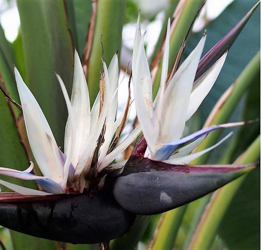 Bird of Paradise, Strelitzia Nicolai - www.FOP.ae Buy online Best and Healthy Plants and quality products guarantee in Dubai Plants Shop in Dubai Abu Dhabi all over UAE Plants near me Fresh Plants in Dubai where to buy plants in UAE - FOP.ae