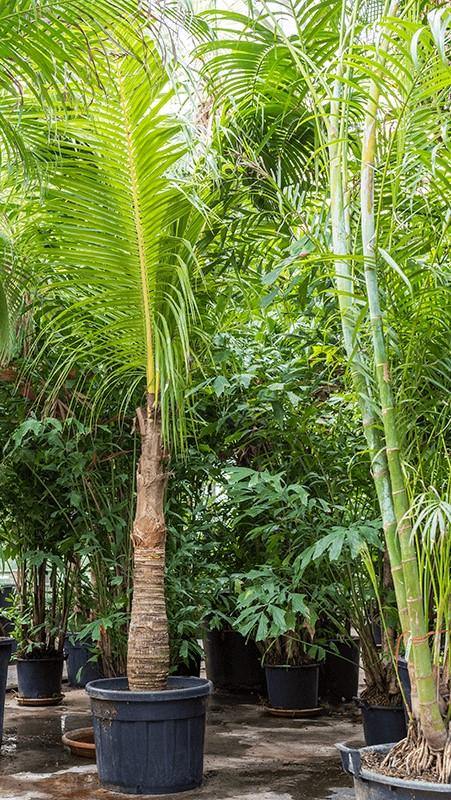 Coconut Palm, Cocos Nucifera - www.FOP.ae Buy online Best and Healthy Plants and quality products guarantee in Dubai Plants Shop in Dubai Abu Dhabi all over UAE Plants near me Fresh Plants in Dubai where to buy plants in UAE - FOP.ae