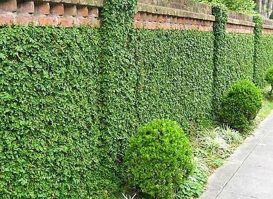 Climbing Fig, Ficus Pumila - www.FOP.ae Buy online Best and Healthy Plants and quality products guarantee in Dubai Plants Shop in Dubai Abu Dhabi all over UAE Plants near me Fresh Plants in Dubai where to buy plants in UAE - FOP.ae