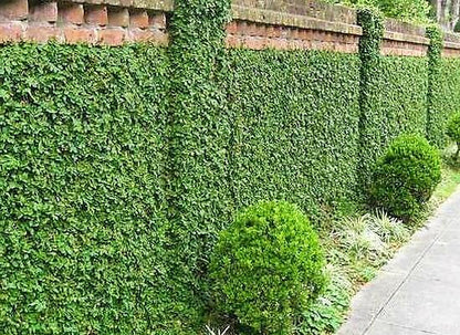 Climbing Fig, Ficus Pumila - www.FOP.ae Buy online Best and Healthy Plants and quality products guarantee in Dubai Plants Shop in Dubai Abu Dhabi all over UAE Plants near me Fresh Plants in Dubai where to buy plants in UAE - FOP.ae