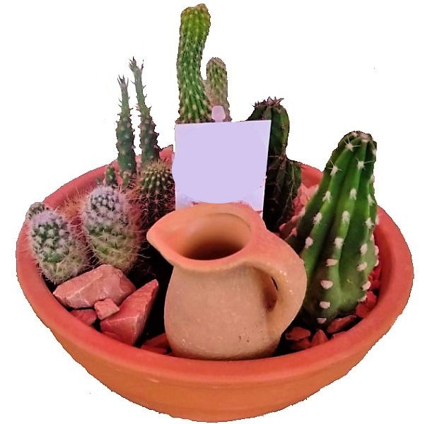 Cactus Outdoor - www.FOP.ae Buy online Best and Healthy Plants and quality products guarantee in Dubai Plants Shop in Dubai Abu Dhabi all over UAE Plants near me Fresh Plants in Dubai where to buy plants in UAE - FOP.ae