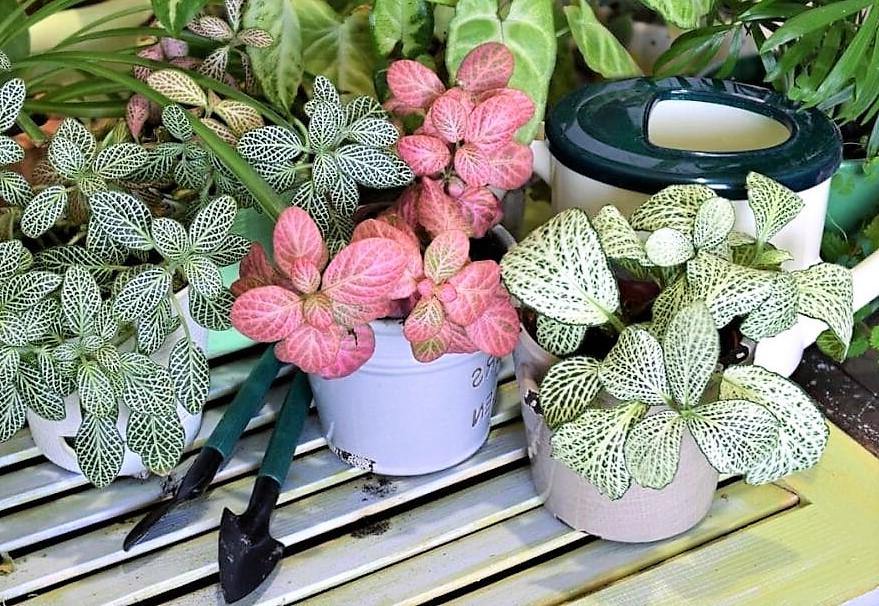 Fittonia , Nerve , Mosaic , Net Plant - www.FOP.ae Buy online Best and Healthy Plants and quality products guarantee in Dubai Plants Shop in Dubai Abu Dhabi all over UAE Plants near me Fresh Plants in Dubai where to buy plants in UAE - FOP.ae