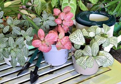 Fittonia , Nerve , Mosaic , Net Plant - www.FOP.ae Buy online Best and Healthy Plants and quality products guarantee in Dubai Plants Shop in Dubai Abu Dhabi all over UAE Plants near me Fresh Plants in Dubai where to buy plants in UAE - FOP.ae