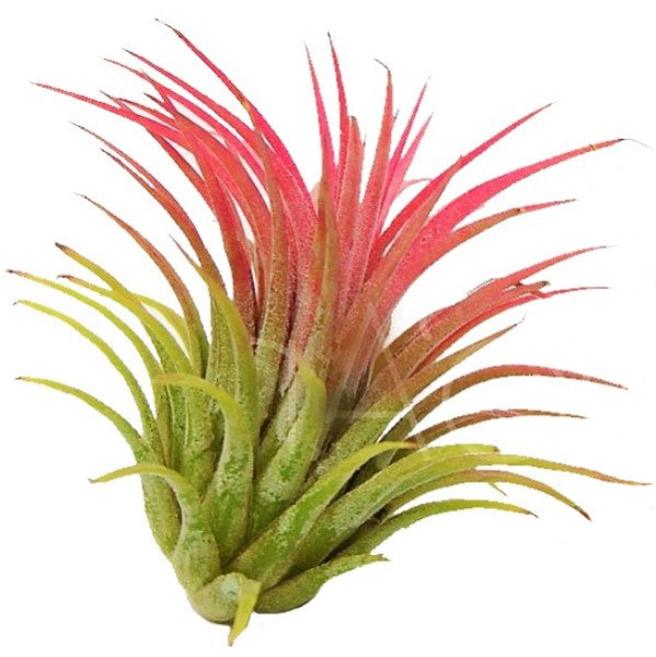 Tillandsia Lonantha Red Clumb - www.FOP.ae Buy online Best and Healthy Plants and quality products guarantee in Dubai Plants Shop in Dubai Abu Dhabi all over UAE Plants near me Fresh Plants in Dubai where to buy plants in UAE - FOP.ae